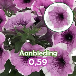 Bild von Petunia P12 "Actie" Lavender Blush